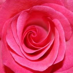 Kimadorns Gratitude Offering